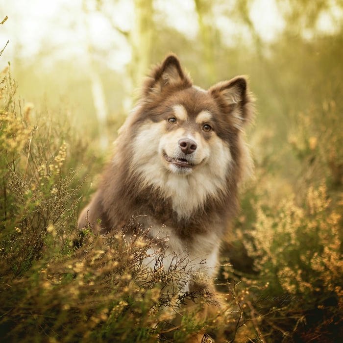 Avatar con chó Husky đứng giữa rừng cây thiên nhiên