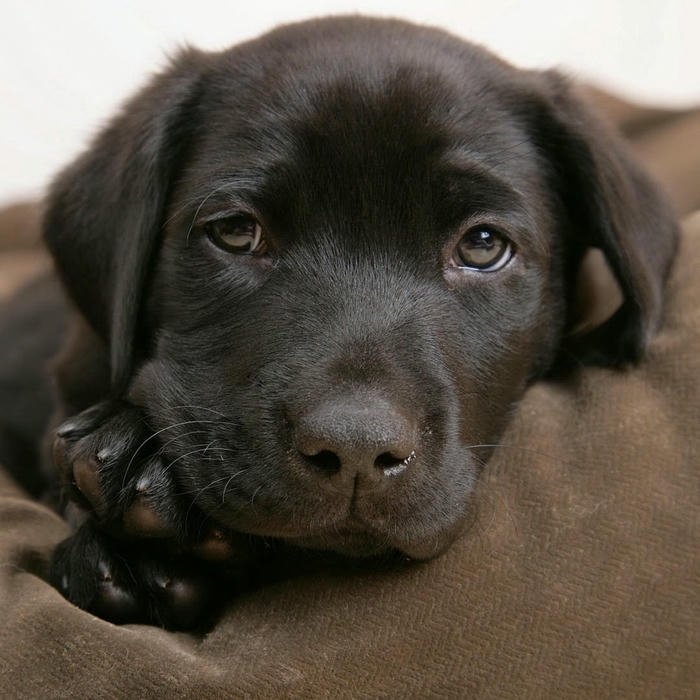 Avatar con chó Lab đen nằm dài trên ghế sofa