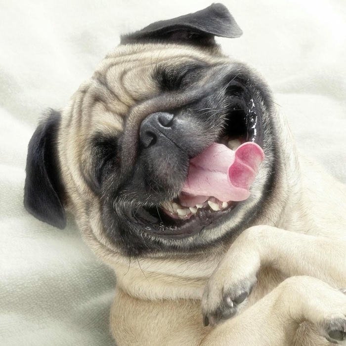 Avatar con chó Pug cười toe toét lưỡi dài ngoằng