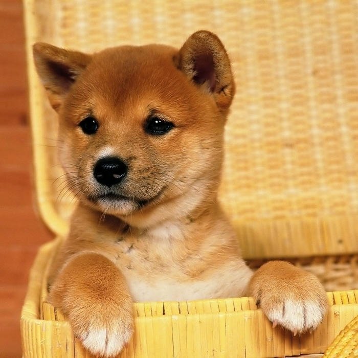 Avatar con chó Shiba con ngồi trong giỏ tre đẹp