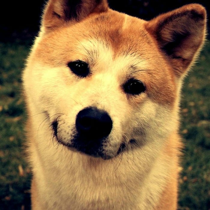 Avatar con chó Shiba cười tươi rất đáng yêu