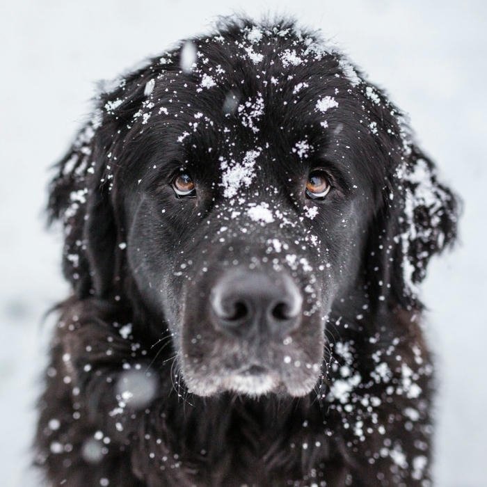 Avatar con chó đen dính tuyết trên mặt lạnh lùng