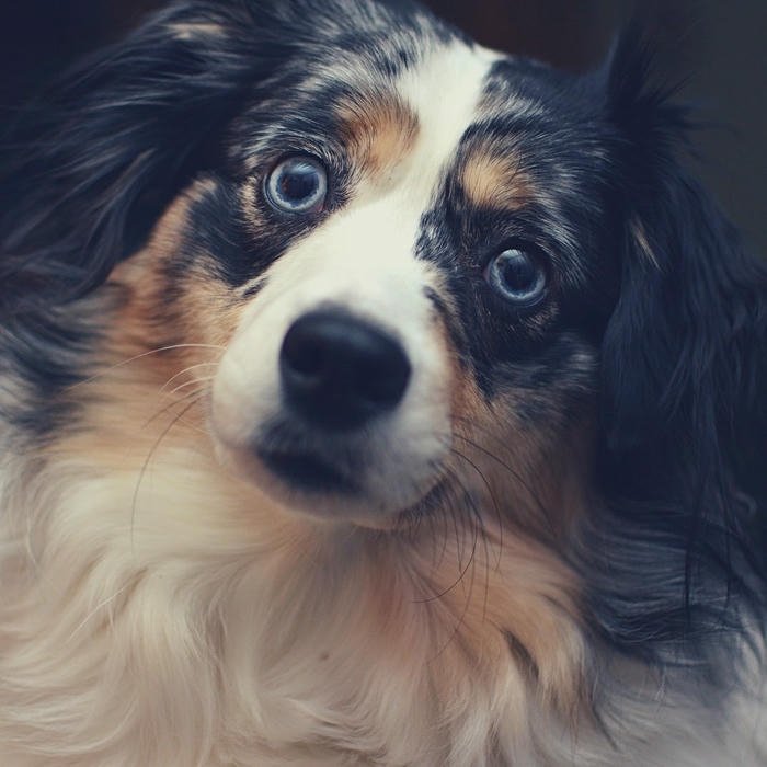 Avatar con chó hai màu mắt độc đáo cuốn hút