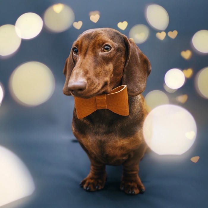 Avatar con chó lạp xưởng nâu đứng tạo dáng đẹp