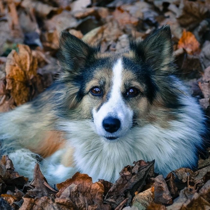 Avatar con chó lông dài nằm trên thảm lá vàng