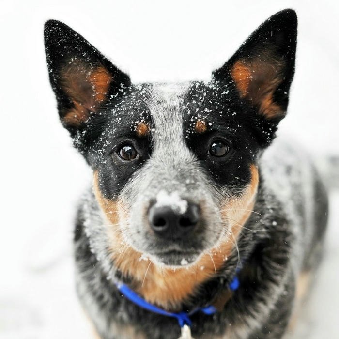 Avatar con chó lông đốm nhìn thẳng đầy thần thái