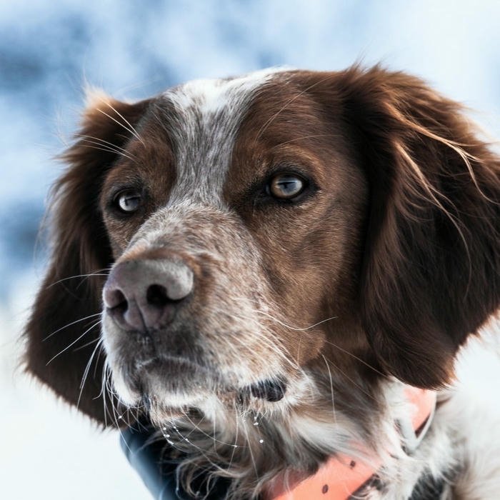 Avatar con chó lông tai dài nhìn nghiêng xa xăm