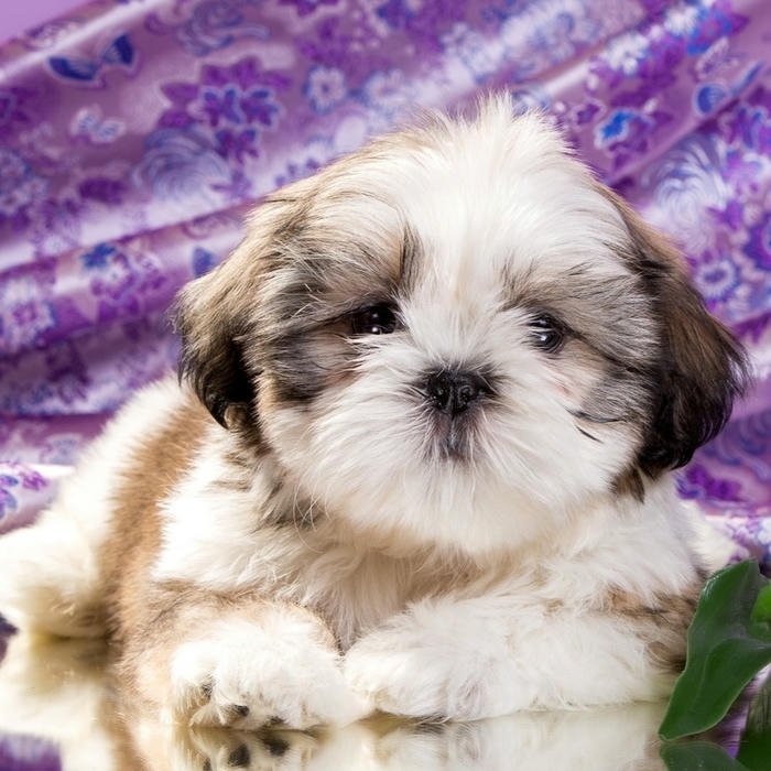 Avatar con chó lông xù trắng muốt mắt to tròn