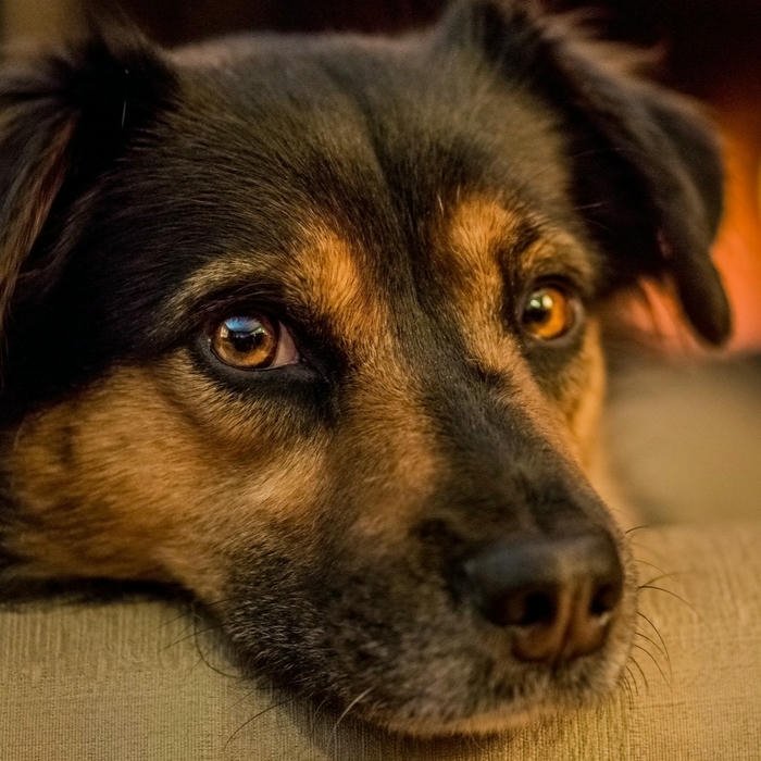 Avatar con chó mặt hiền lành đôi mắt nâu buồn