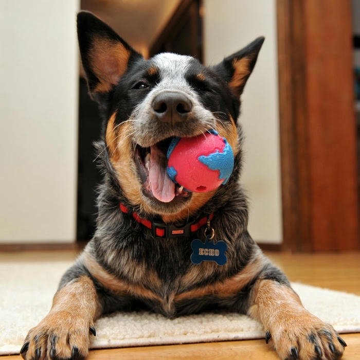 Avatar con chó ngậm bóng đồ chơi màu sắc vui