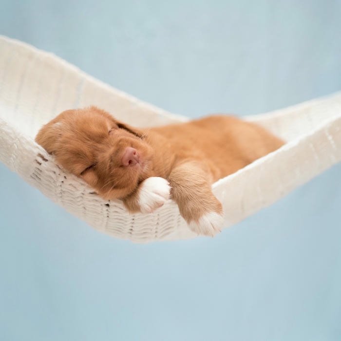 Avatar con chó ngủ ngon lành trong chiếc võng êm