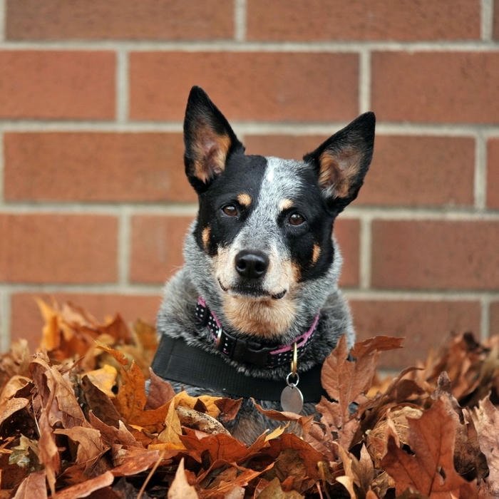 Avatar con chó nhỏ ngồi giữa đống lá khô thu