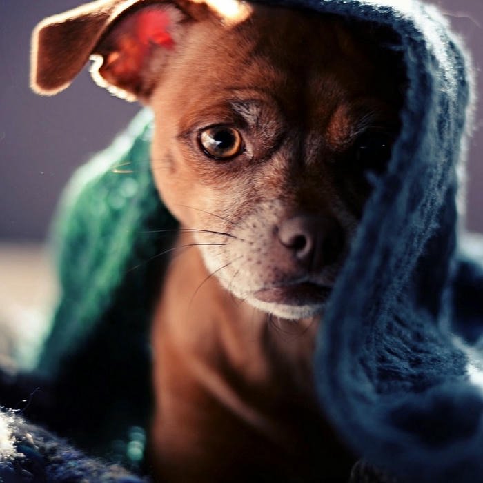 Avatar con chó nhỏ quấn chăn ấm áp mùa đông