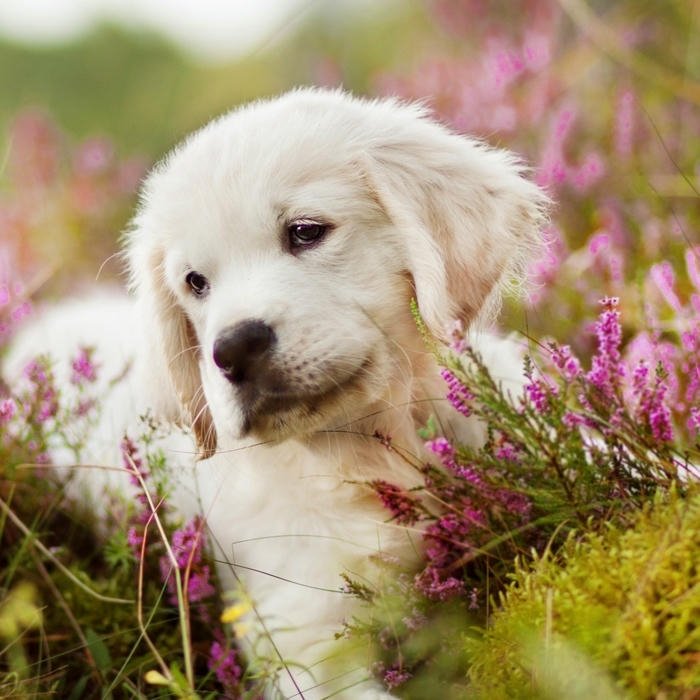 Avatar con chó vàng ngồi giữa vườn hoa rực rỡ