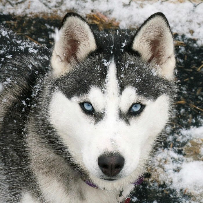 Avatar cún Husky mặt ngáo ngơ cực kỳ đáng yêu