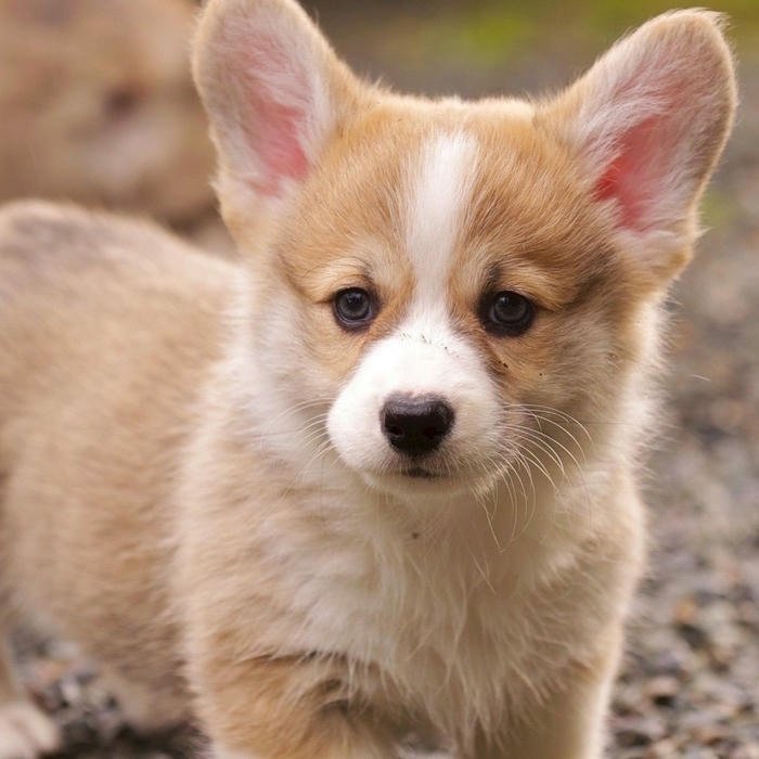 Avatar cún con Corgi chân ngắn dáng vẻ ngây thơ