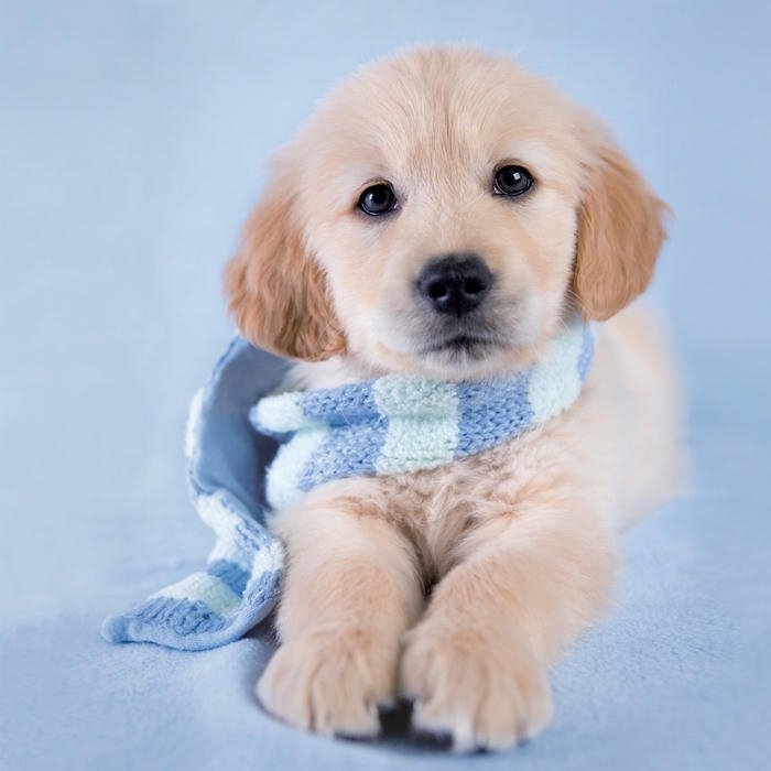 Avatar cún cưng đeo khăn quàng cổ xanh dễ thương