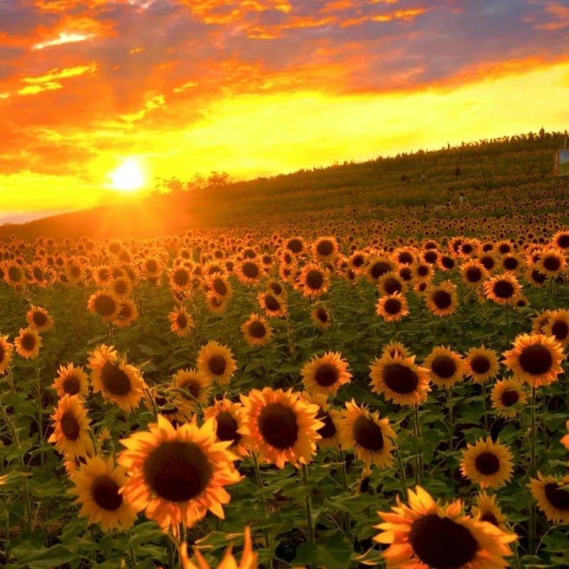 Avatar hoa hướng dương cánh đồng hoàng hôn rực rỡ