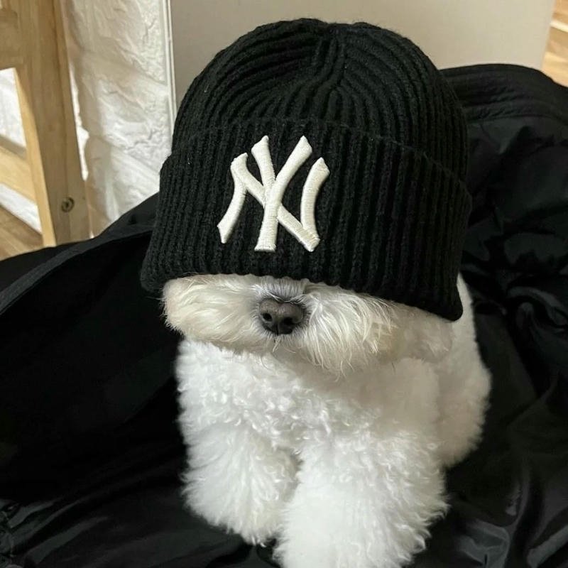 Avatar tiktok đẹp chó trắng đội mũ len ngầu