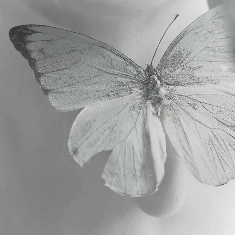Avatar trắng tinh con bướm xám đậu trên nền trắng nhẹ