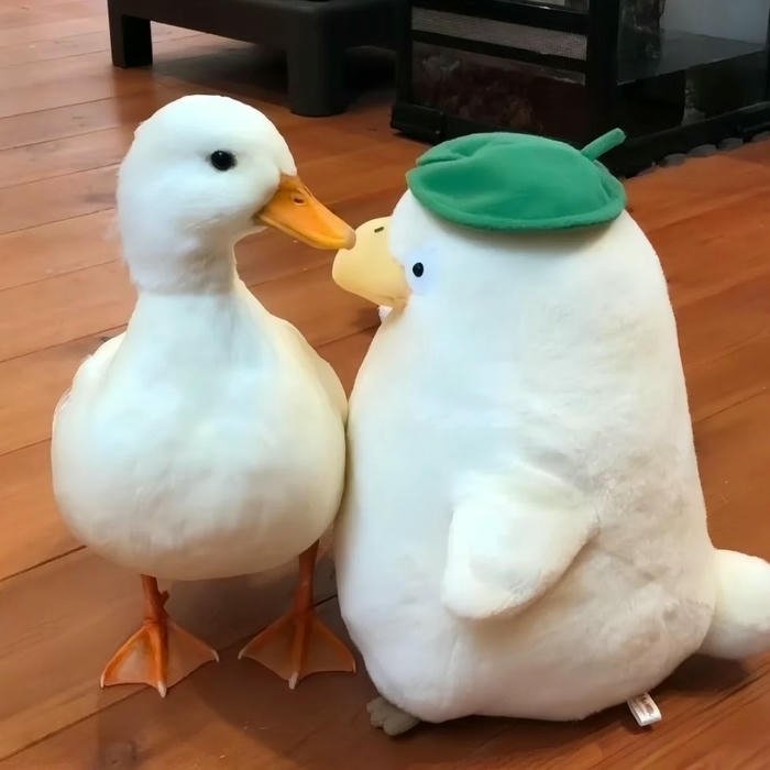 Avatar vịt cute đôi hai chú vịt chạm mỏ tình cảm