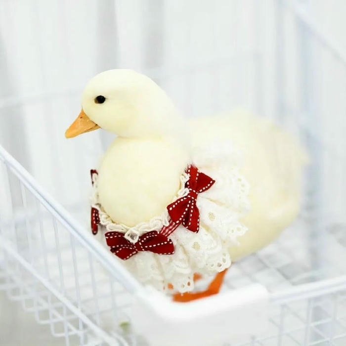 Avatar vịt cute ngồi ngoan trong chậu tắm trắng tinh khôi