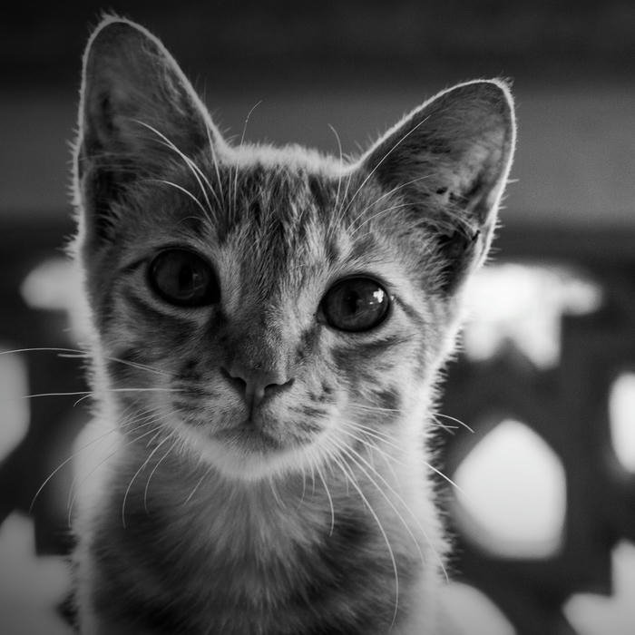 Black avatar mèo con đen trắng mắt sáng long lanh đẹp