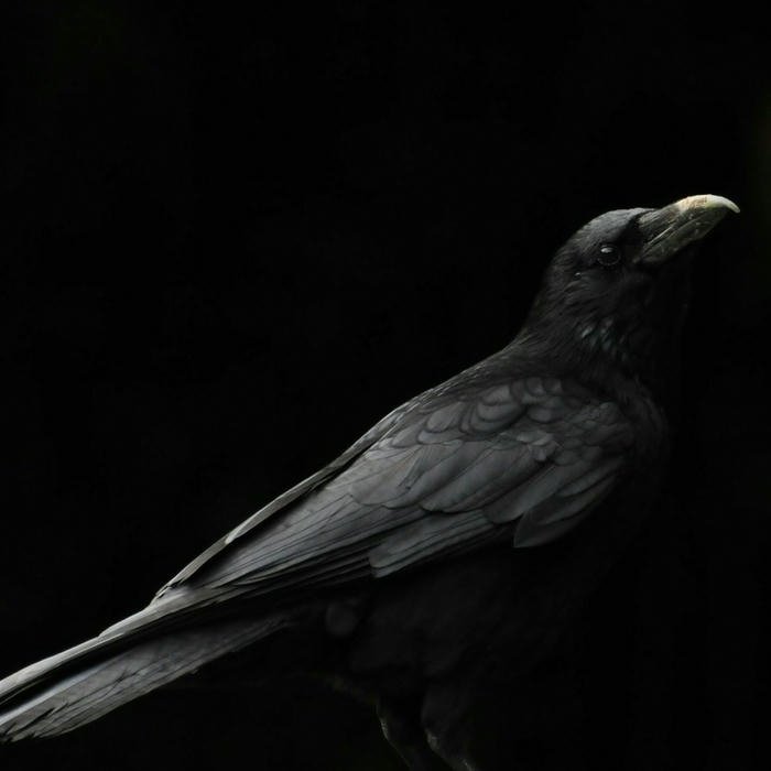 Black avatar quạ đen đậu một mình vẻ cô đơn lạnh