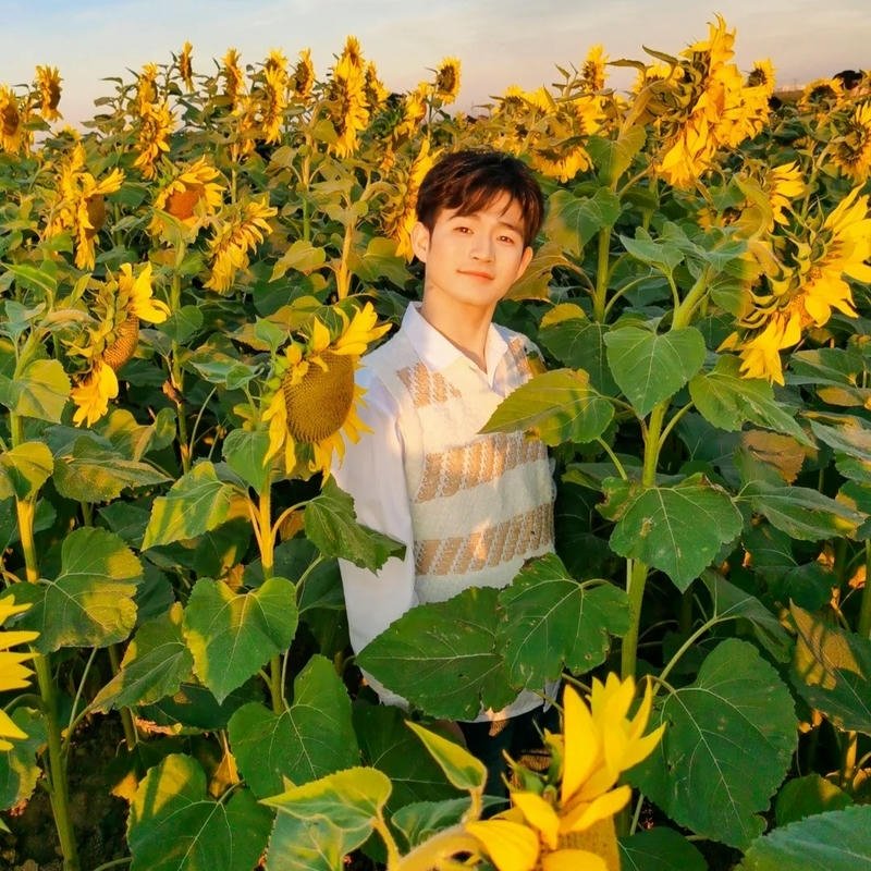 Hình chàng trai đứng giữa vườn hoa hướng dương vàng