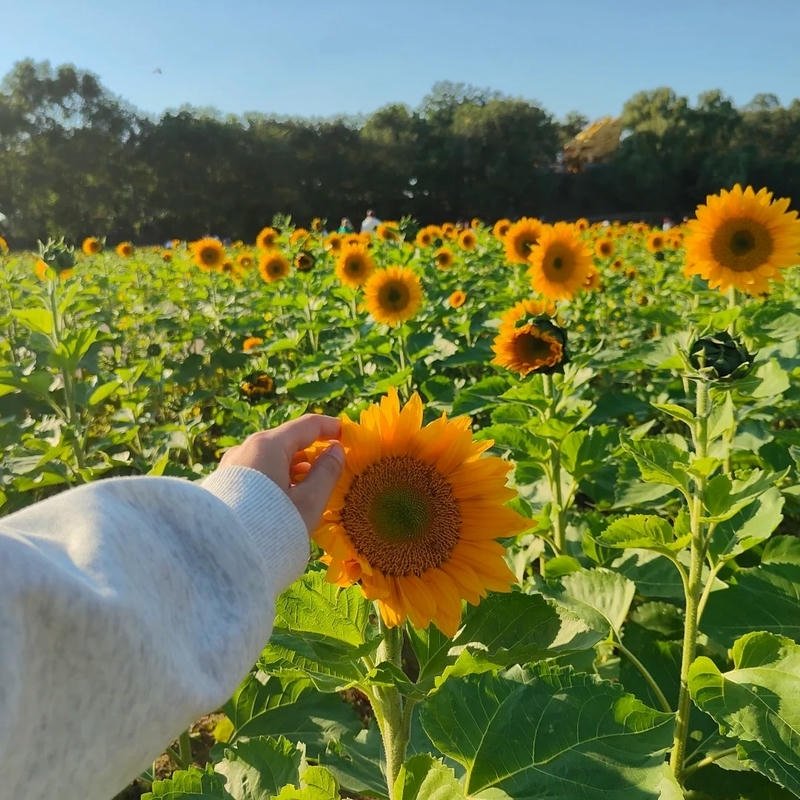 Hình chill bàn tay chạm nhẹ cánh đồng hoa nắng