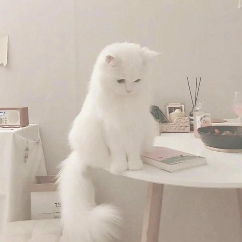 Hình chú mèo con ngồi trên bàn nhìn ra cửa sổ