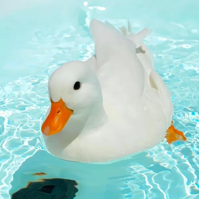 Hình con vịt trắng bơi lội dưới làn nước trong xanh