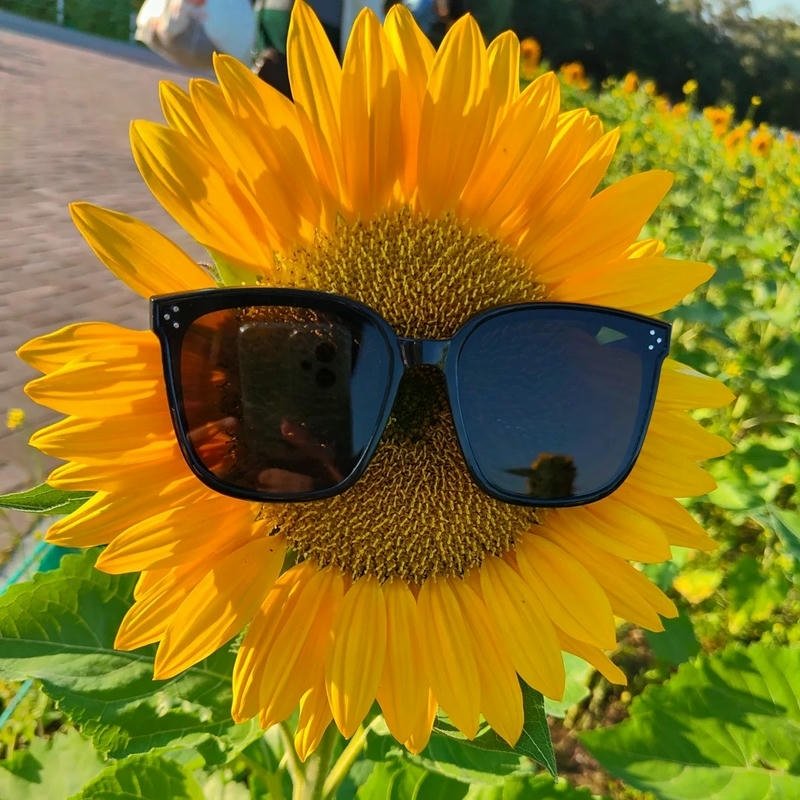 Hình hoa hướng dương đeo kính râm ngầu hài hước