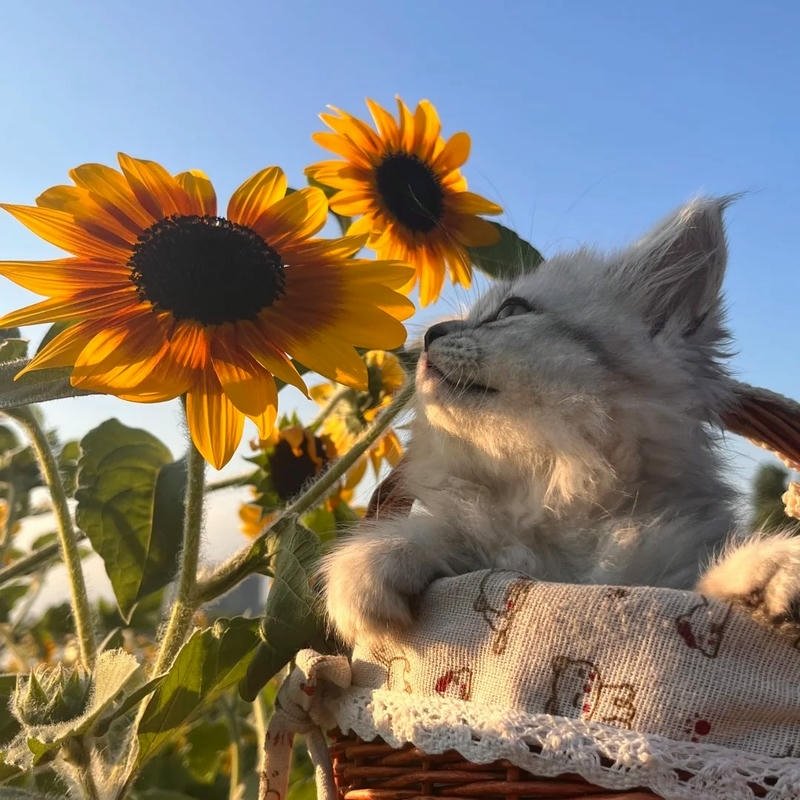 Hình nền chú mèo con ngắm hoa hướng dương cute