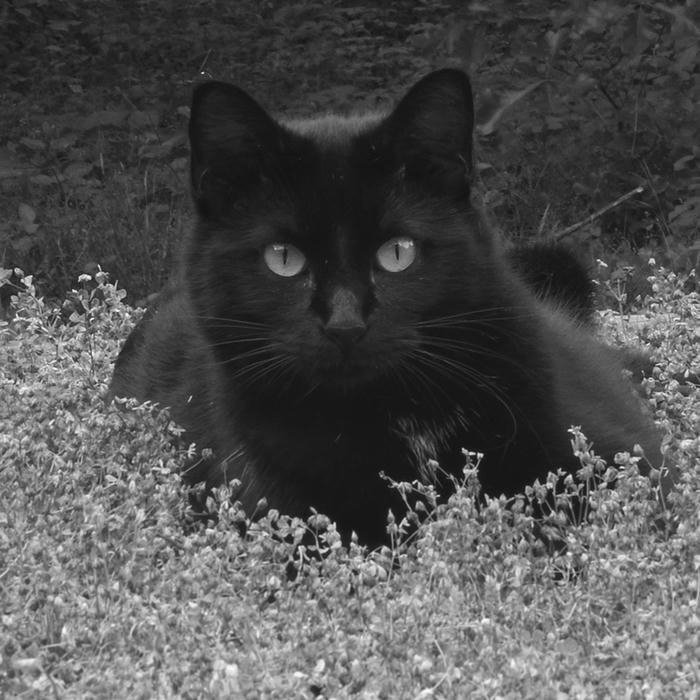 Hình nền đen mèo đen nằm ẩn mình trong cỏ tối