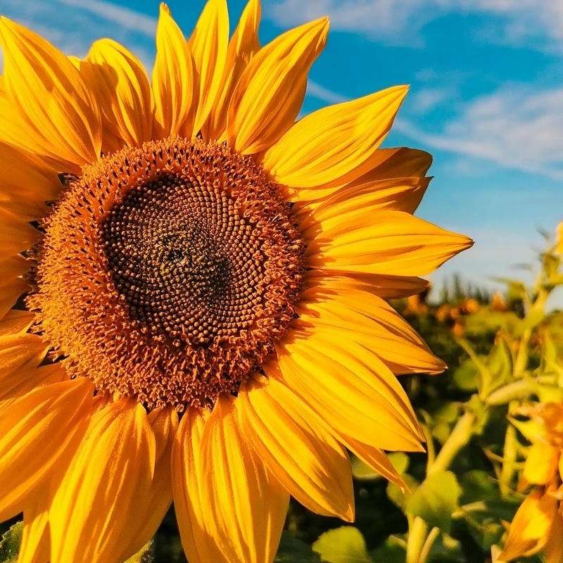 Hình nền hoa hướng dương cận cảnh nhuỵ nâu cánh vàng