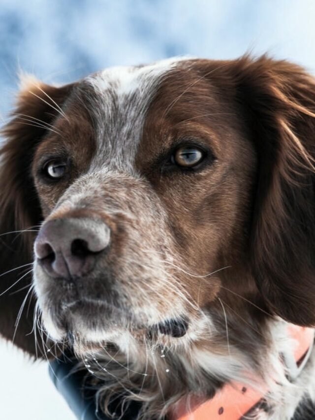 Tuyển chọn 133+ avatar con chó ngộ nghĩnh nhìn là muốn lưu