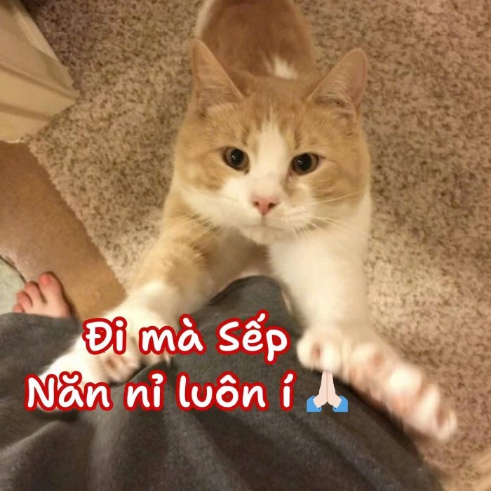 giữ không khí nhẹ hơn nhờ meme xin lỗi