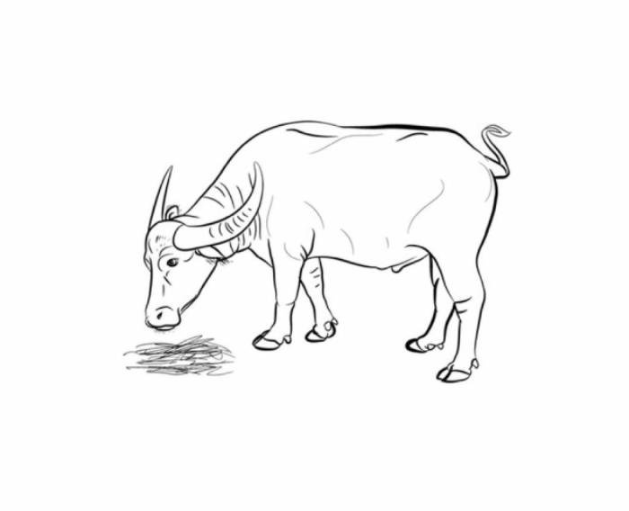 hình dáng hiền lành tranh tô màu con trâu đẹp