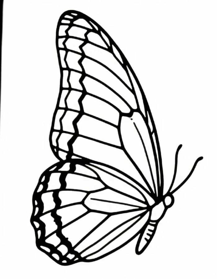 hình vẽ cân đối tranh tô màu con bươm bướm