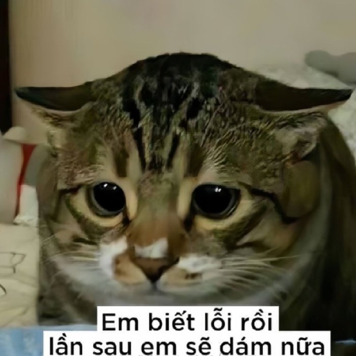 lúc khó mở lời meme xin lỗi trở thành giải pháp