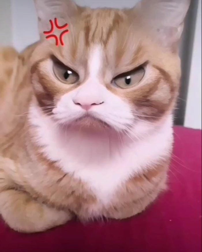 meme tức giận dùng khi không hài lòng