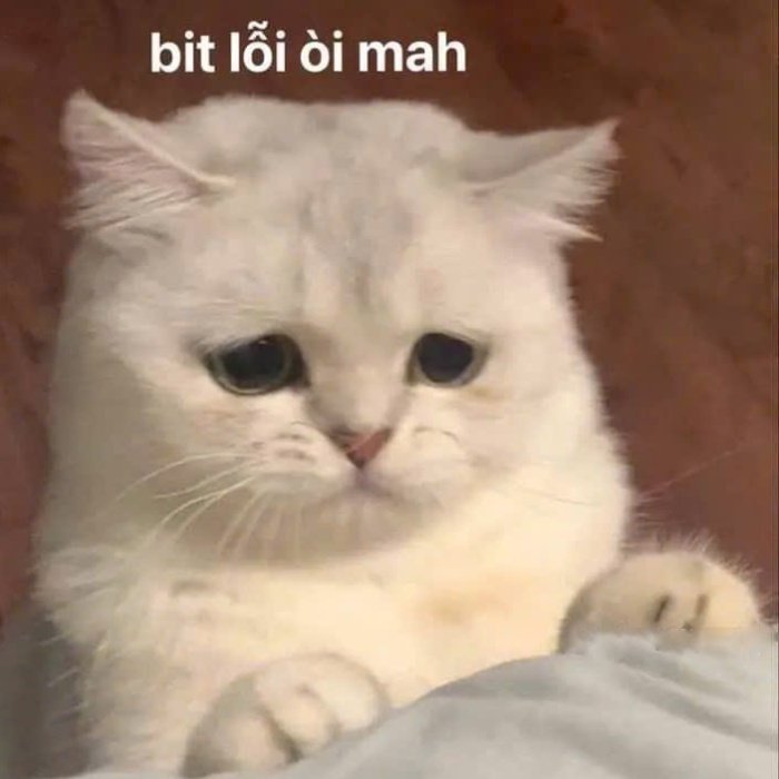 meme xin lỗi dùng khi lời nói quá đà