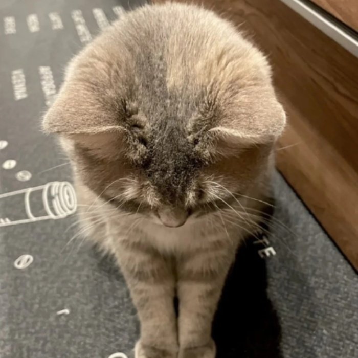 sau phút bối rối xin lỗi meme trở thành lựa chọn