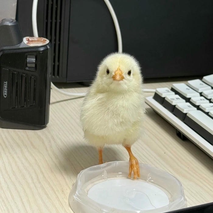 Ảnh avatar gà con cute đứng trên bục trắng