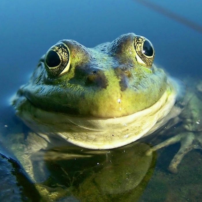 Ảnh cận cảnh chú ếch ương ngâm mình dưới nước