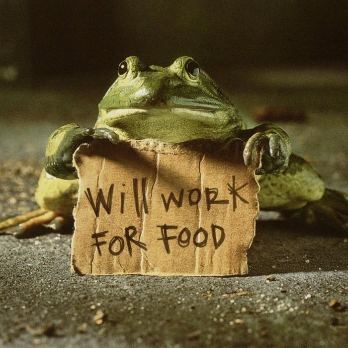 Hình ảnh avatar ếch buồn cầm bảng xin việc làm