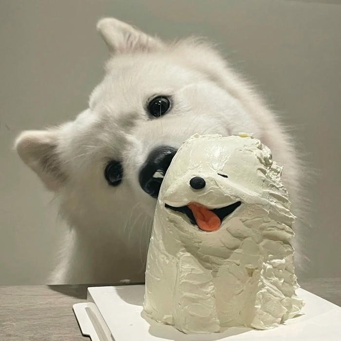 Hình ảnh avatar sinh nhật chó trắng nhìn bánh kem ngon