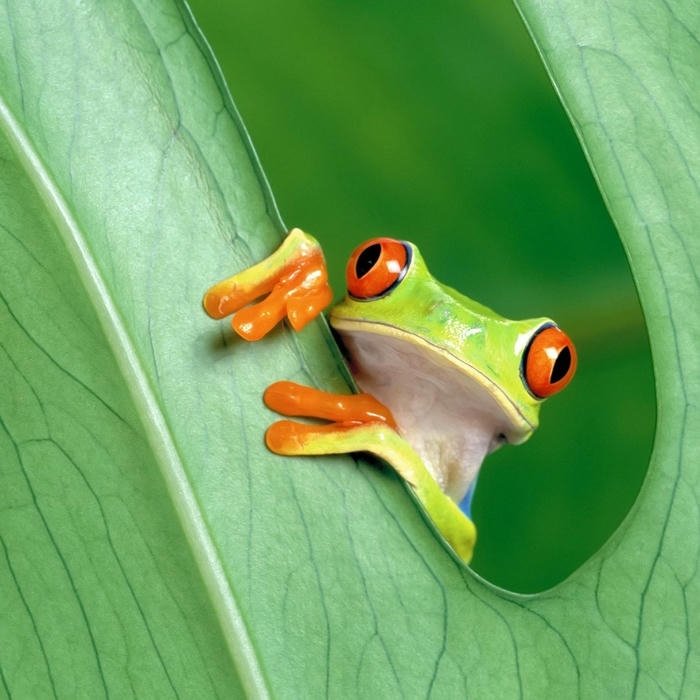 Hình ảnh chú ếch cây màu cam xíu trên mép lá