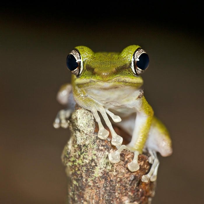 Hình ảnh chú ếch nhỏ đậu trên đầu cành cây khô